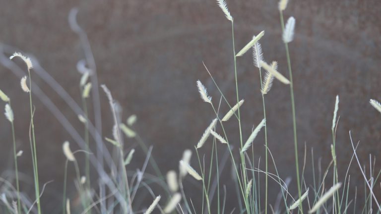 Blue grama seedheads.