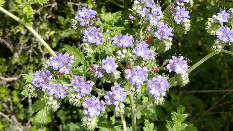 Blue curls leaves and flowers.