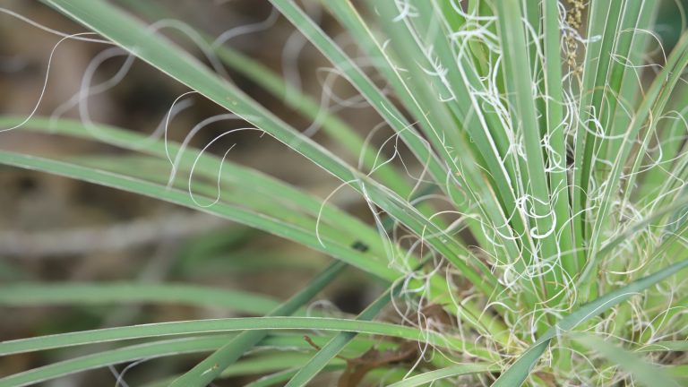 Buckley's yucca leaves and fibers.