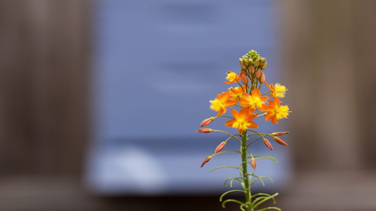 Bulbine flower.