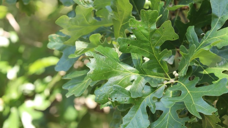 Bur oak leaves and spring acorns.