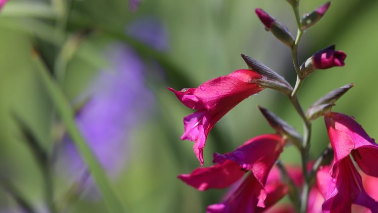 Byzantine gladiolus flower.