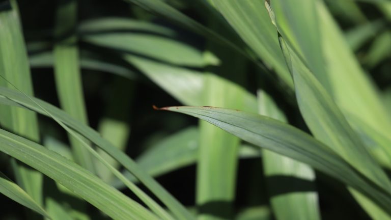 Byzantine gladiolus leaves.