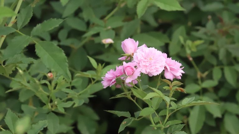 Caldwell pink roses.