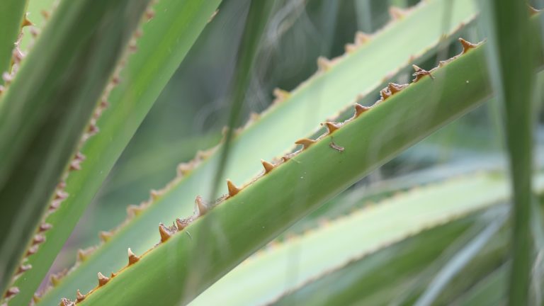 California fan palm leaf petiole.