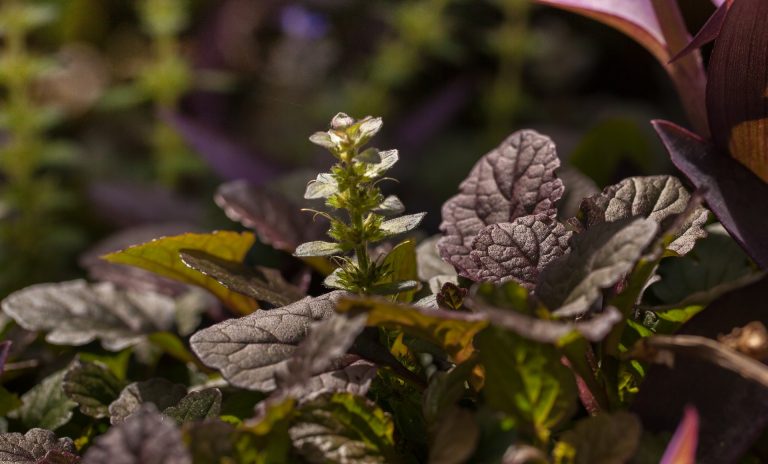 Carpet bugleweed leaves with flowers.