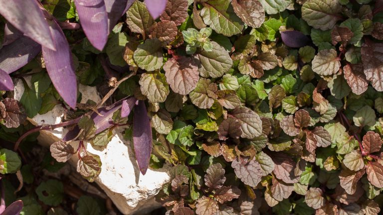 Carpet bugleweed leaves.