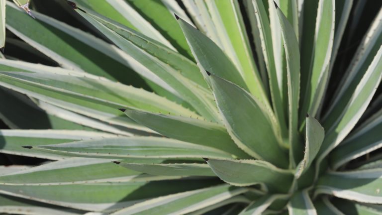 carribean-agave-detail-1920x1080-