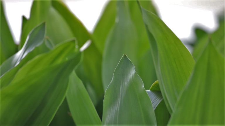 Cast iron plant leaves.