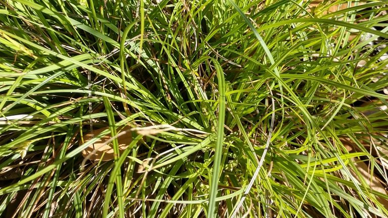 Cedar sedge leaves.