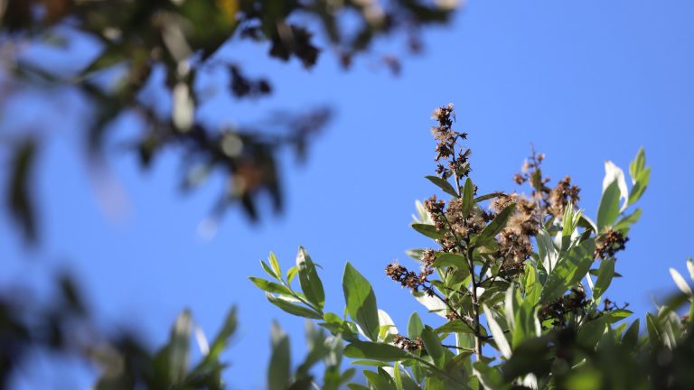 Chomonque leaves and flowers.