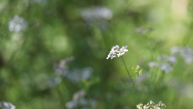 Cilantro flowers.