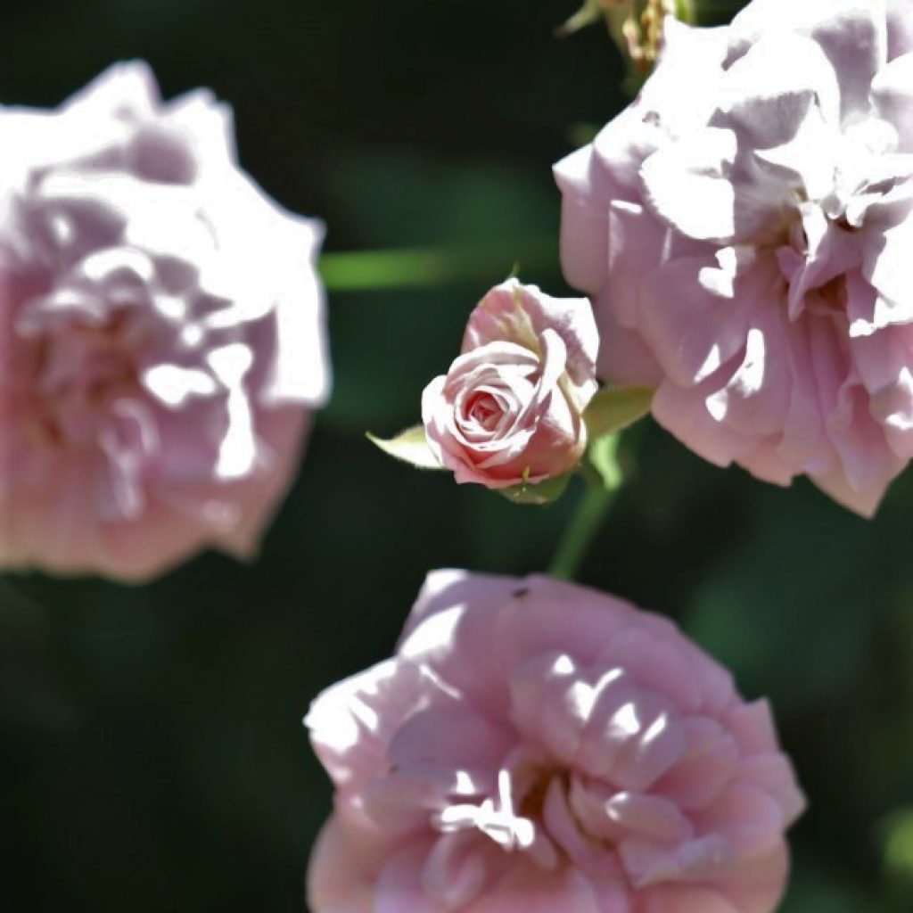 Climbing Cecile Brunner rose.