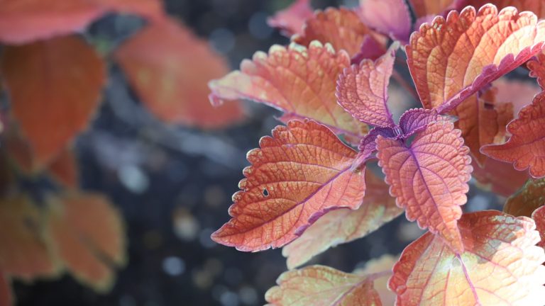 Coleus leaves.