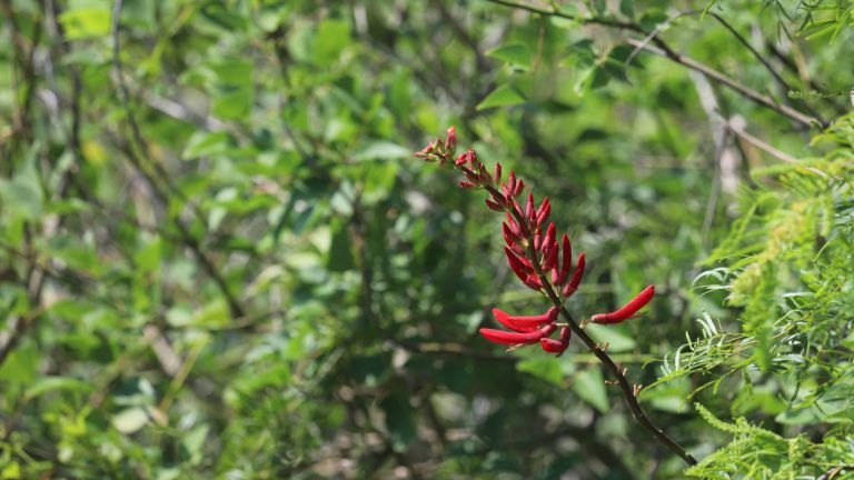 Coral bean flowers.