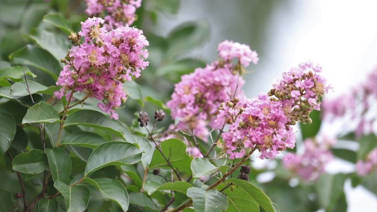 Crape myrtle leaves and flowers.