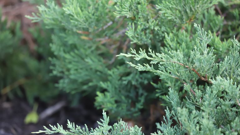 Creeping juniper leaves.