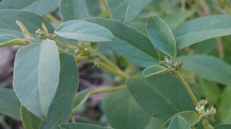 Doveweed leaves.