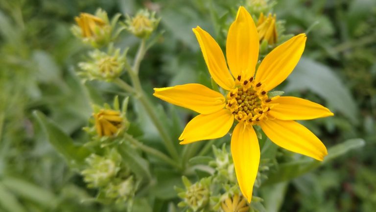 Engelmann daisy flowers.