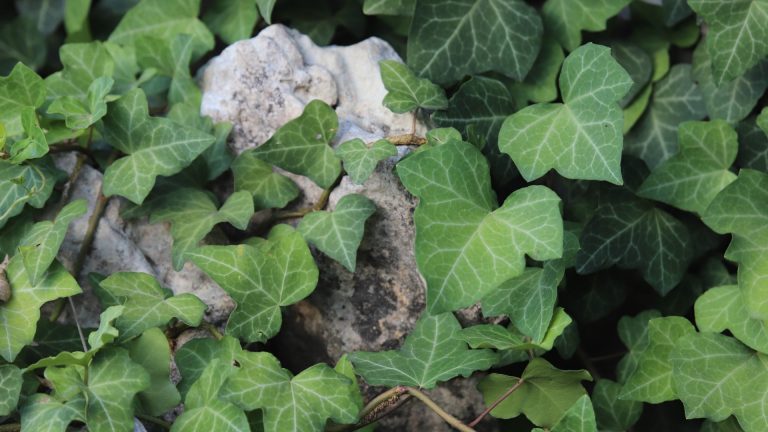 English ivy leaves.