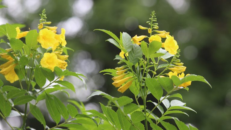 Esperanza yellow bells leaves and flowers.