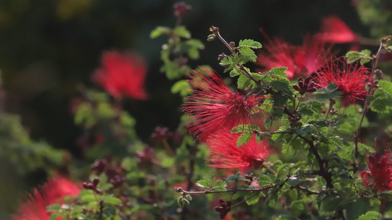 Fairy-duster flowers.