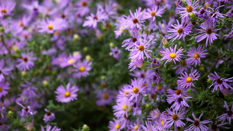 Fall aster flowers.