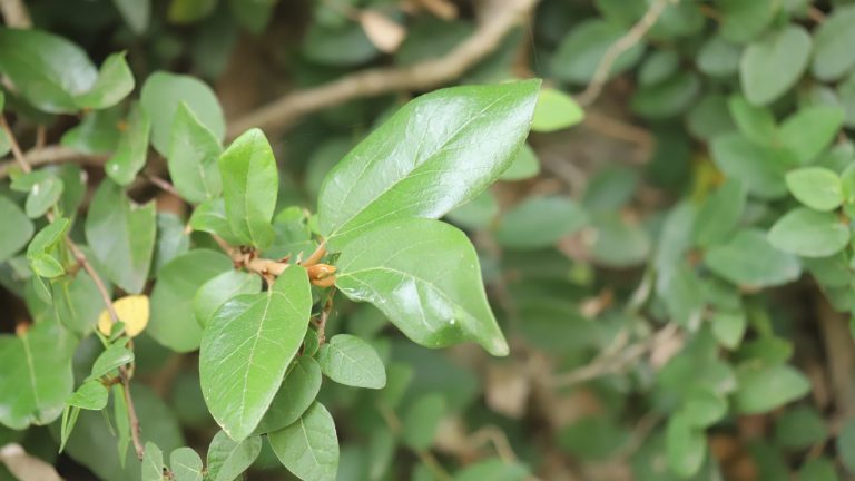 Fig ivy leaves.