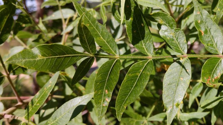 Flameleaf sumac leaves and flowers.