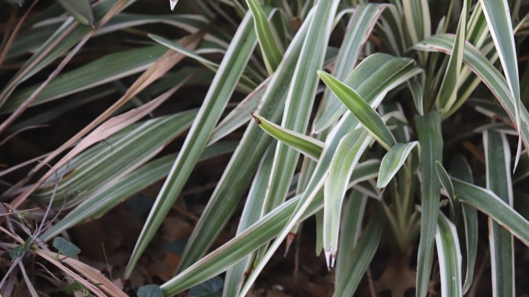 Flax lily leaves.