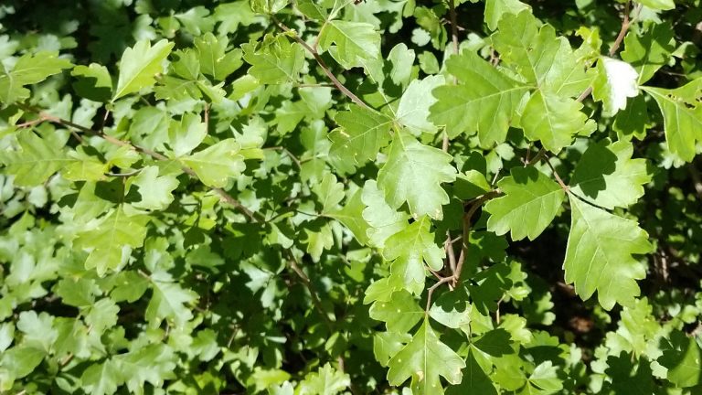 Fragrant sumac leaves.