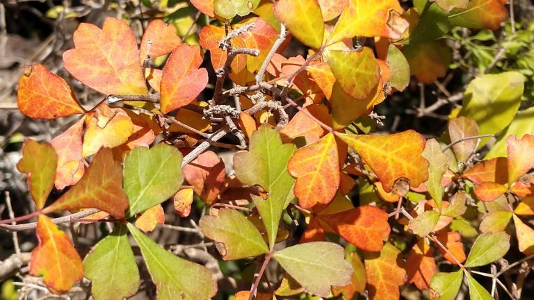 Fragrant sumac leaves in autumn.