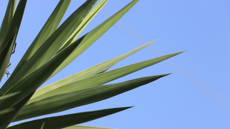 Spineless yucca leaves.