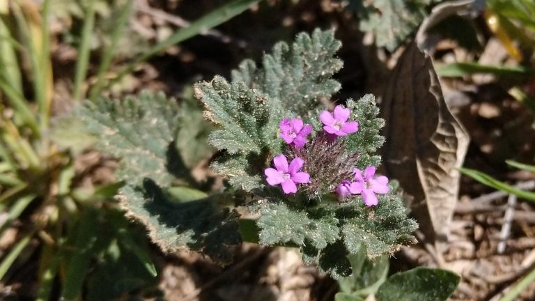 Dwarf vervain.