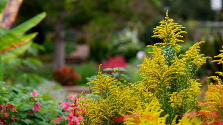 Goldenrod in flower.