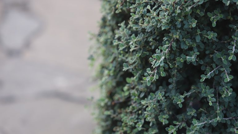 Grey-leaf cotoneaster hedge.