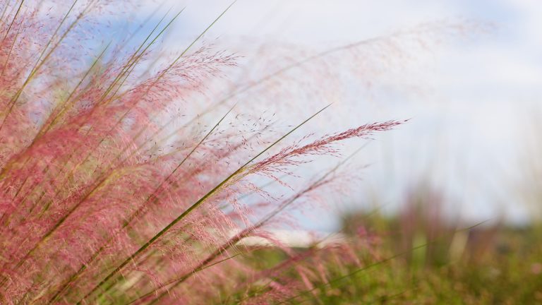 Gulf muhly flowers.