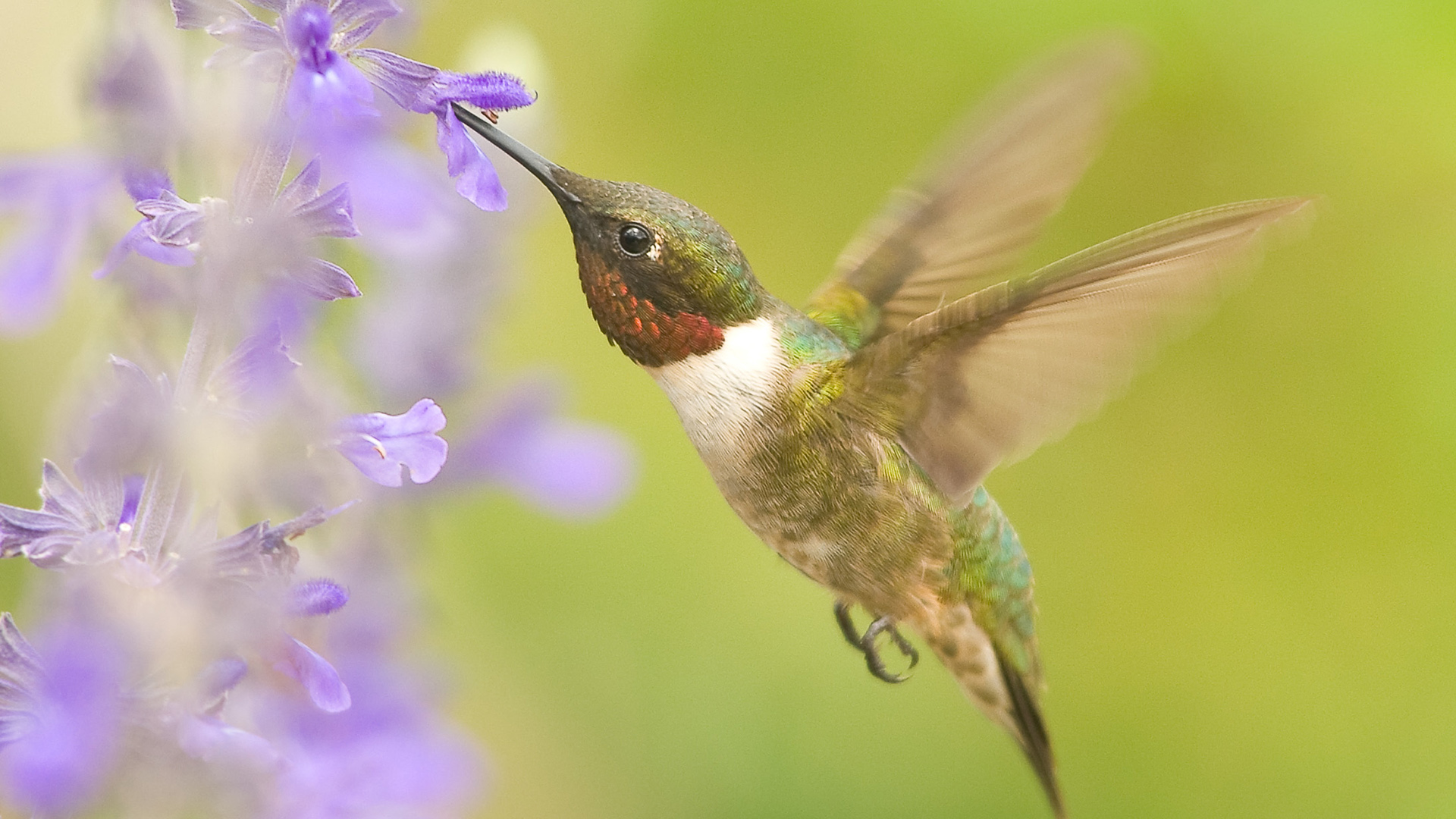 Flowers for our Feathered Friends - Garden Style San Antonio