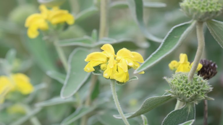 Jerusalem sage leaves and flowers.