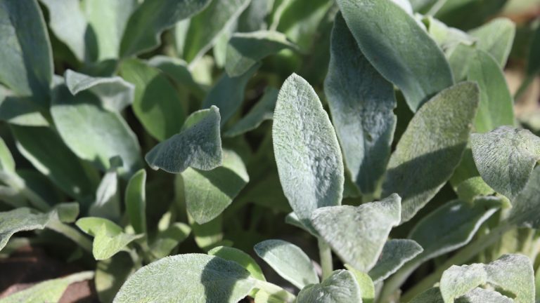 Lamb's ear leaves.