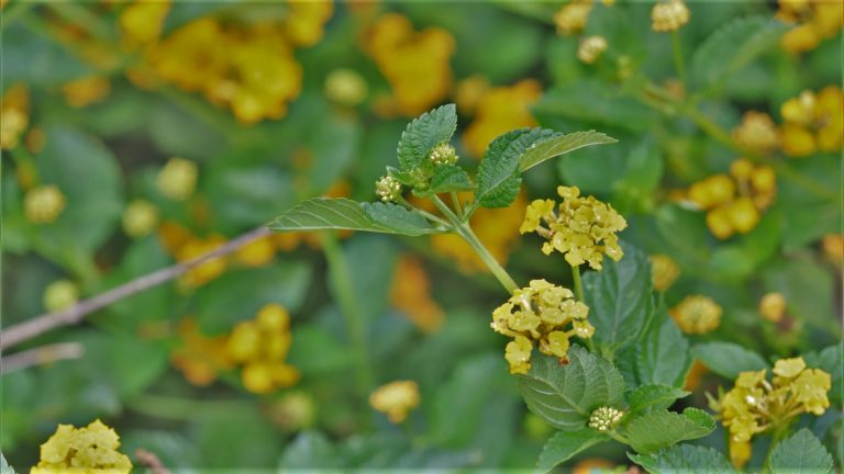 New Gold lantana flowers and leaves.