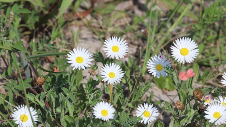 Lazy dazy flowers.