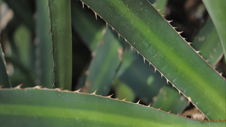 Lechuguilla leaves and spines.