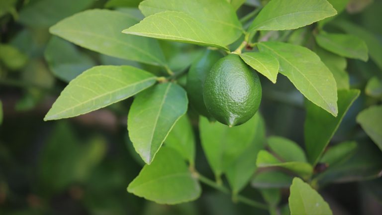 Lemon leaves with early fruit.