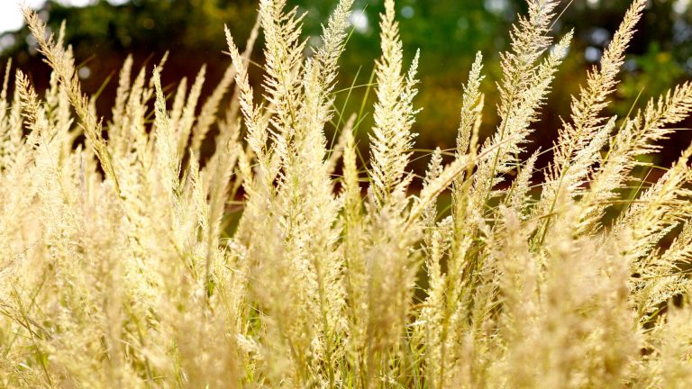 Lindheimer's muhly flowers.