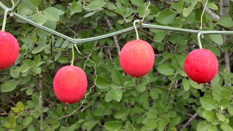 Snake apple fruits.