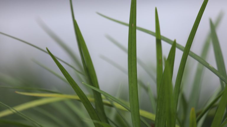 Liriope leaves.