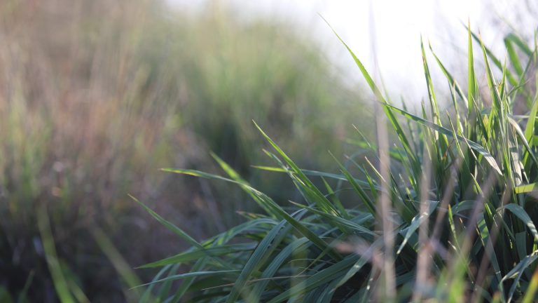 Little bluestem leaves.