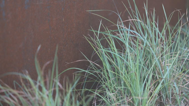 Little bluestem leaves.