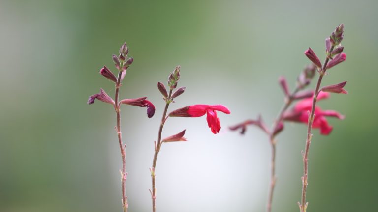 Little-leaf sage flowers.